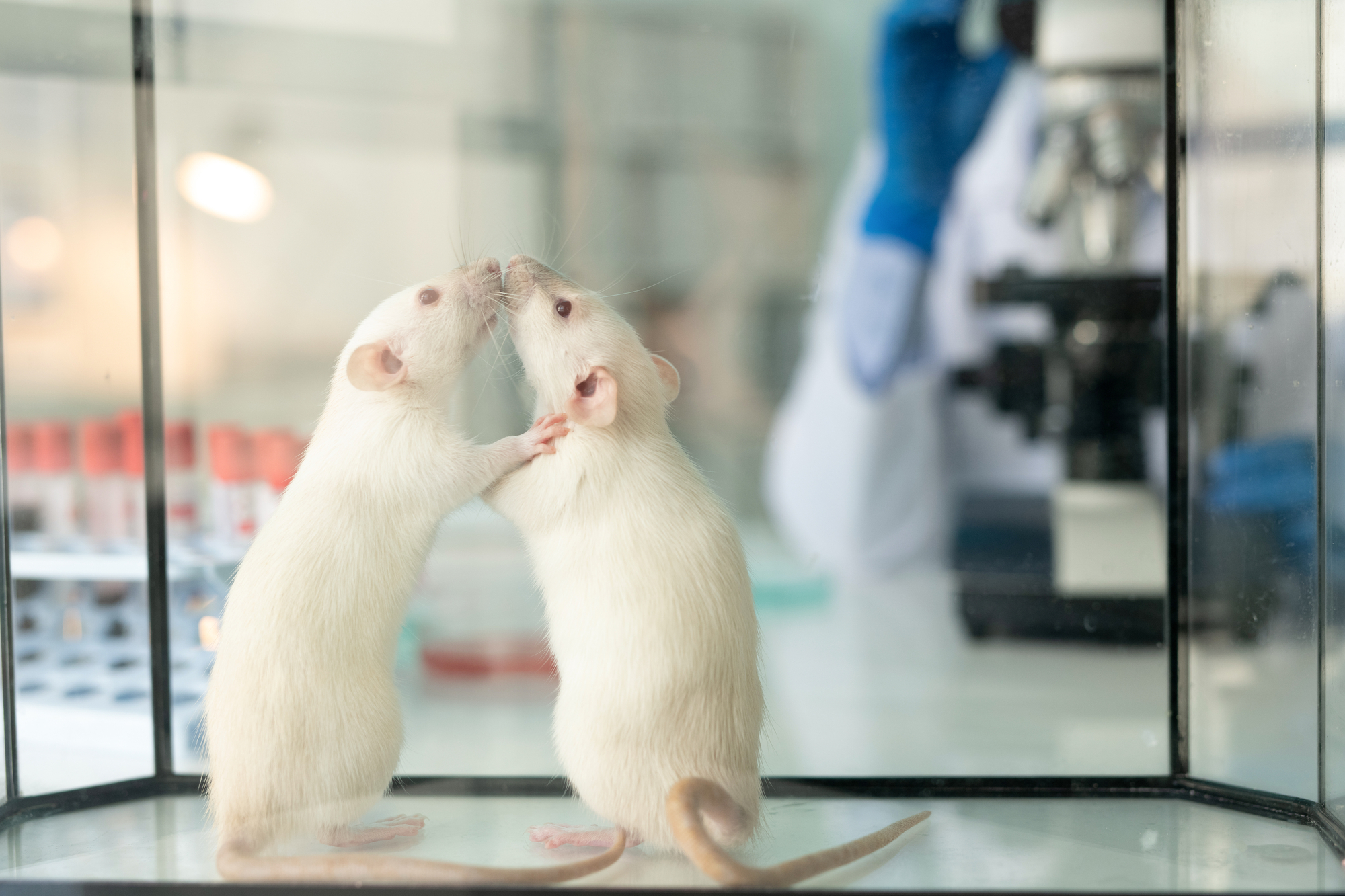 Лабораторные крысы, иллюстрация, фотосток