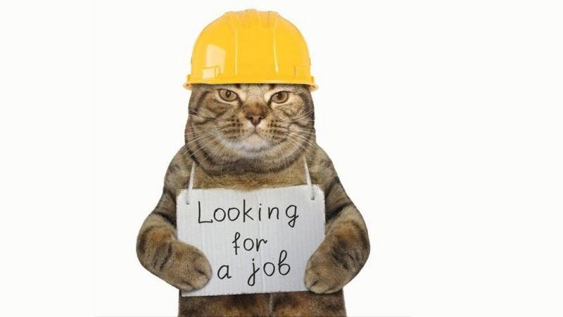 Котику не послушался, и теперь ему приходится искать работу. Не надо так)