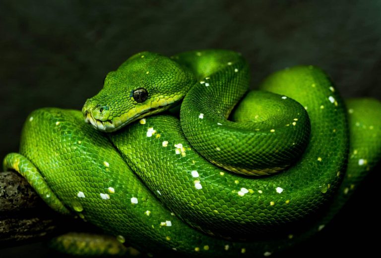 Размер изображения python
